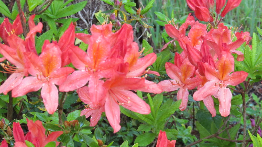 2012-05-24花 雨上がりのツツジ