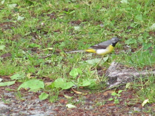 遊歩道に鳥のセキレイ