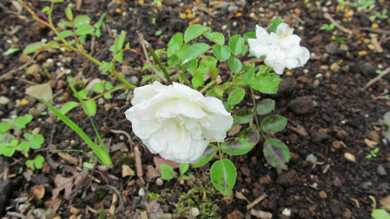 白い薔薇