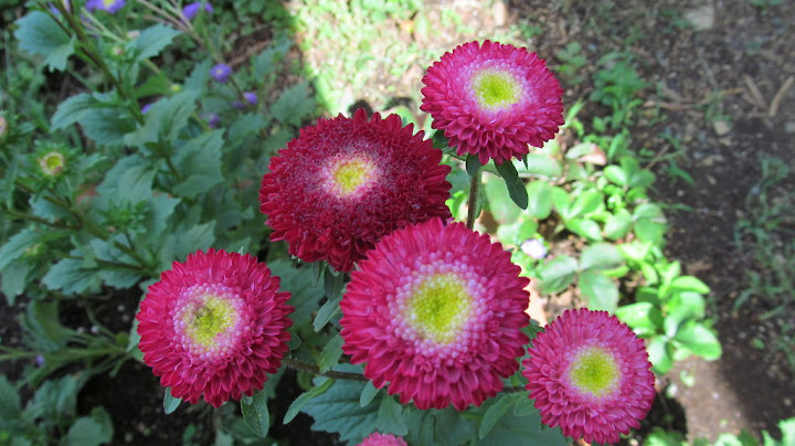 秋の花