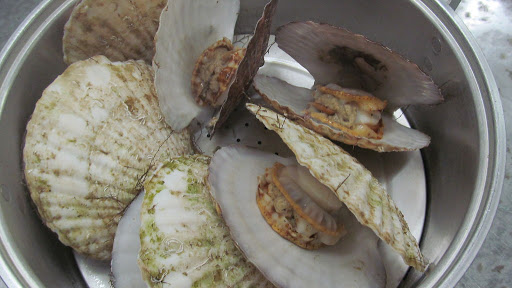 戴き物の帆立貝