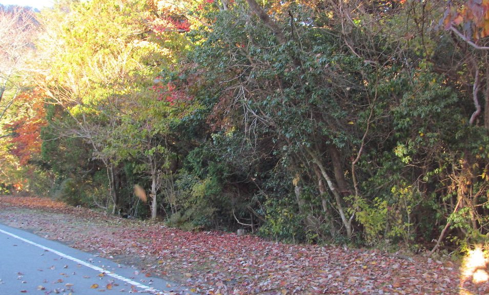 遊歩道に影