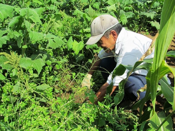 実りの秋であり草も沢山