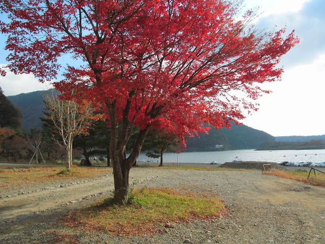 紅葉(^O^)はじまってます!