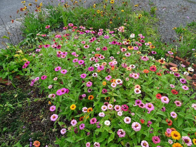 秋に咲く花
