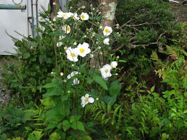 DSC00896.JPG 秋に咲く花