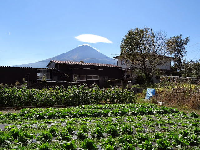 秋の植え付け