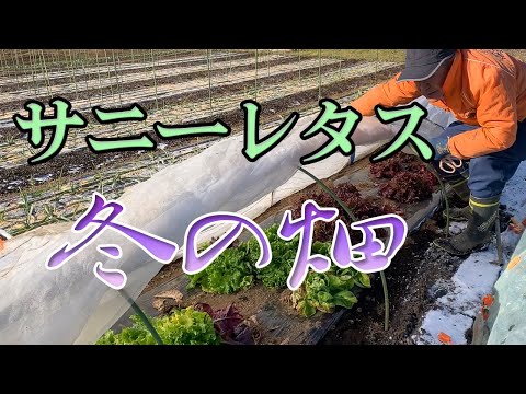 冬の畑のサニーレタスを収穫