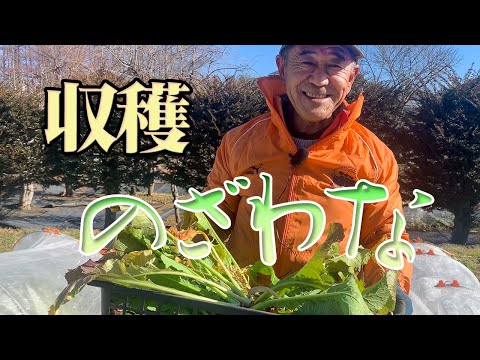 野沢菜を少し遅めの収穫【自家農園の野菜】