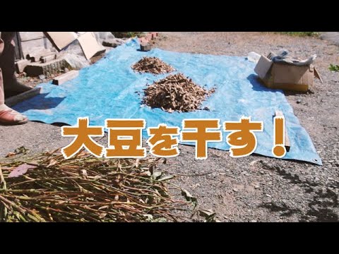 大豆の干し方