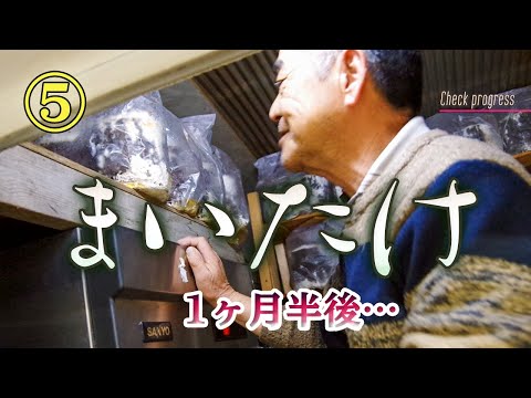 舞茸の菌の進み具合をご報告【田舎の食材】Country ingredients