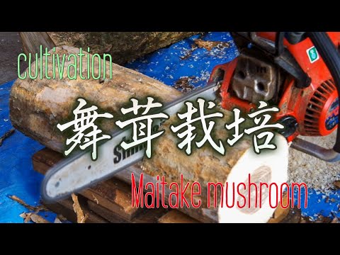 玉切りして水に漬ける【マイタケの作り方１】Maitake mushroom cultivation