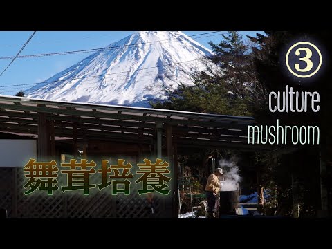 マイタケを袋詰めして冷やす③【原木栽培】maitake culture