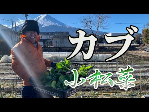 こまつなとカブの収穫【冬の畑】