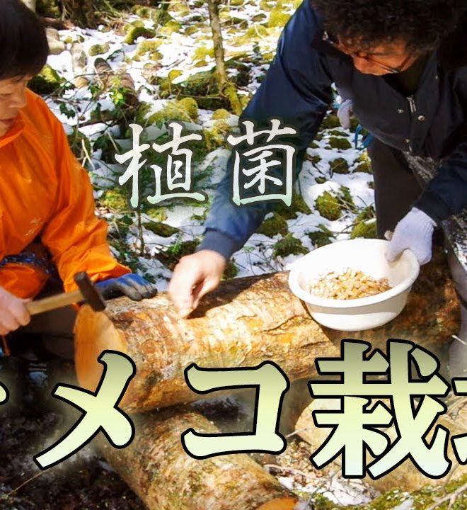【なめこの作り方】ドリルで原木に穴を開けて種駒を打ち込む